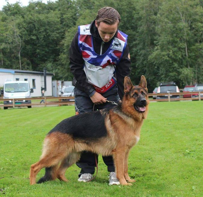 19/9-15 NSchK avd Nordenfjeldske Burrymos Frisco med juniorhandler Esten Eggan.