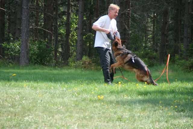 Burrymos Frisco på trening sommer 2018