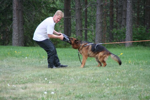 Burrymos Frisco på trening sommer 2018
