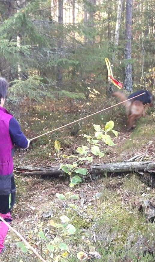 Burrymos Frisco på   sportrening høsten 2018