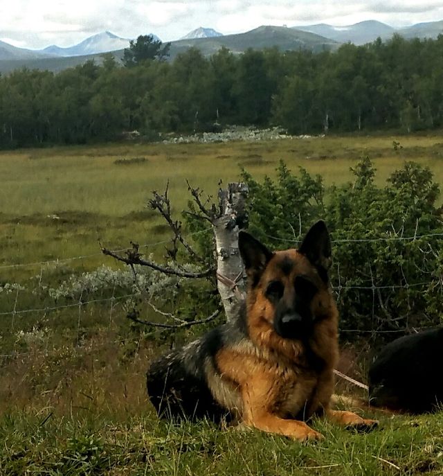 21.08.19 Romi's Xexxi koser seg på Venabygdsfjellet 